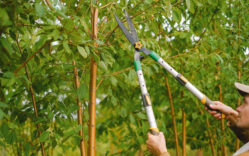 Tree trimming in Rogersville, TN